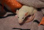 mikrus
